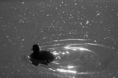 High angle view of person swimming in sea