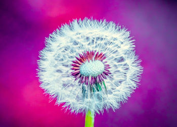 Close-up of a flower against blurred background