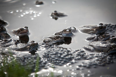 Close-up of frogs by tadpoles in pond