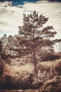 Trees on field against cloudy sky