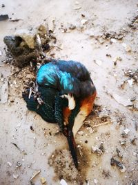 High angle view of a bird on field