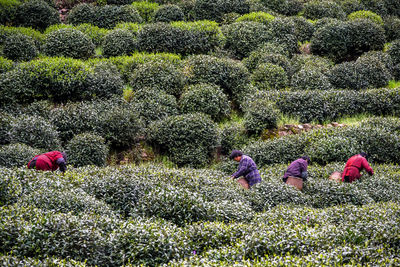 High angle view of people working in farm