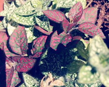 Close-up high angle view of leaves