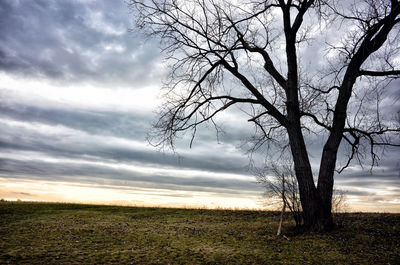 Bare tree on field against sky