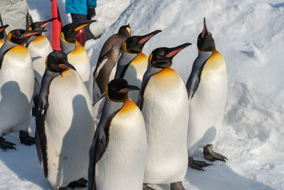 High angle view of penguins on snow