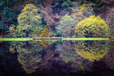 Reflection of trees in lake during autumn