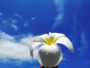 Close-up of white flower against blue sky