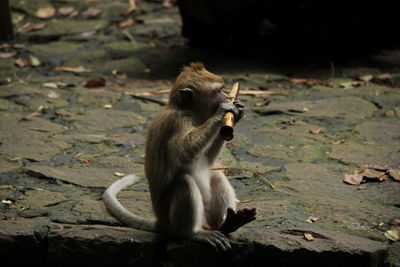 Monkey sitting outdoors