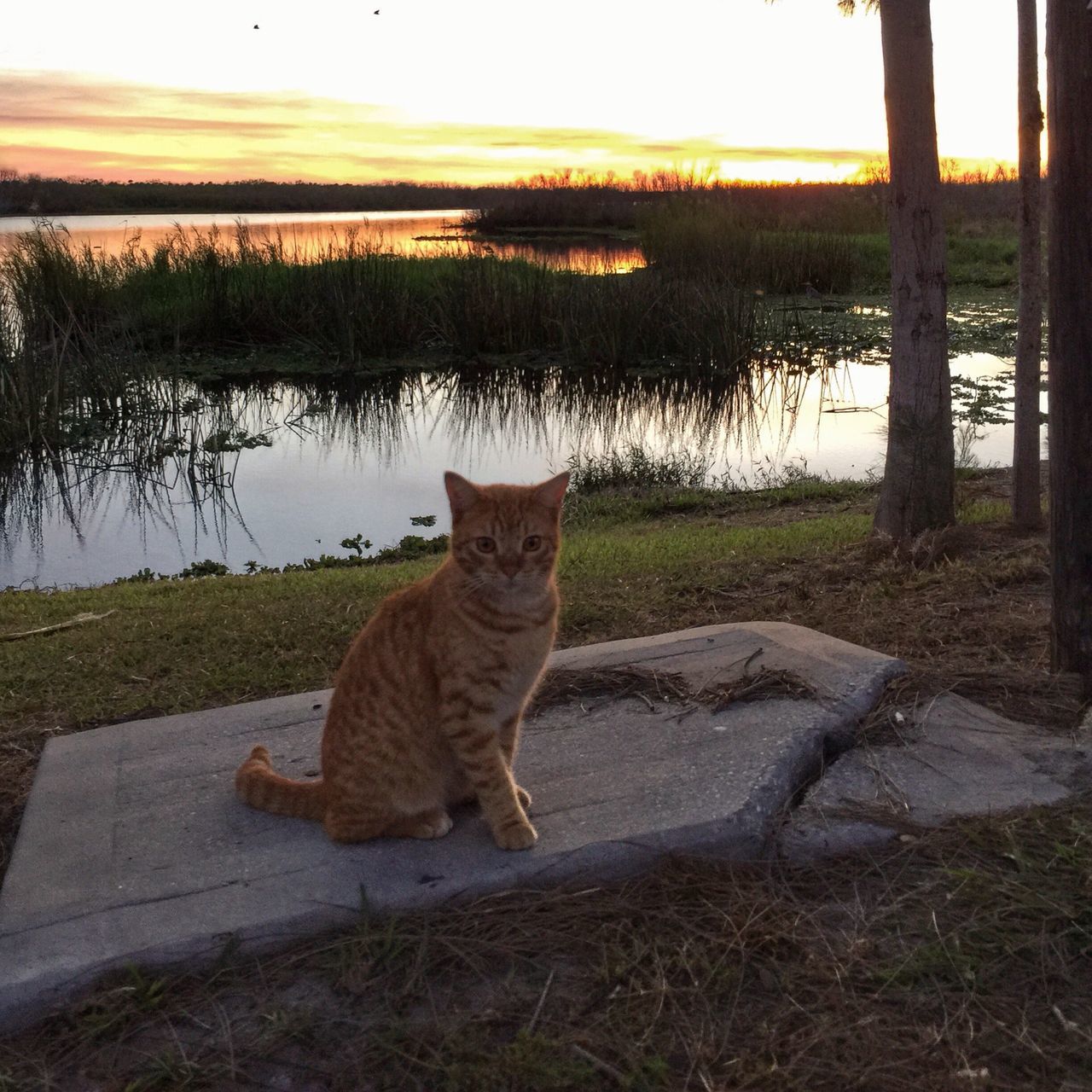 PORTRAIT OF CAT IN GRASS