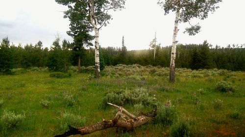 Trees on grassy field