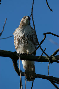 Red-tailed hawk, prospect park, brooklyn