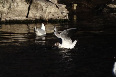 View of seagulls swimming in lake