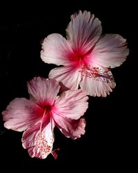 Close-up of hibiscus blooming against black background