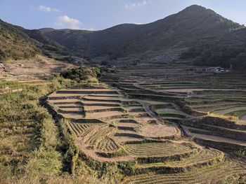 Scenic view of agricultural field against sky