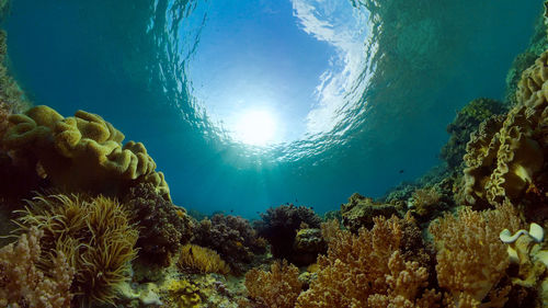 sea
