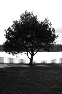 Trees against sky