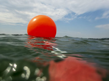Close-up of red floating on water