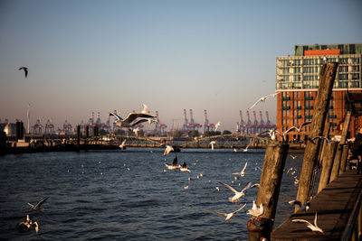 Seagulls flying over sea in city against clear sky