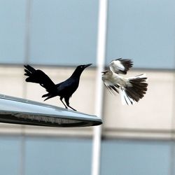 Bird flying over white background