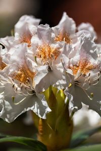 Close-up of white flowering plant