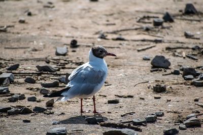 Close-up of seagull perching on land