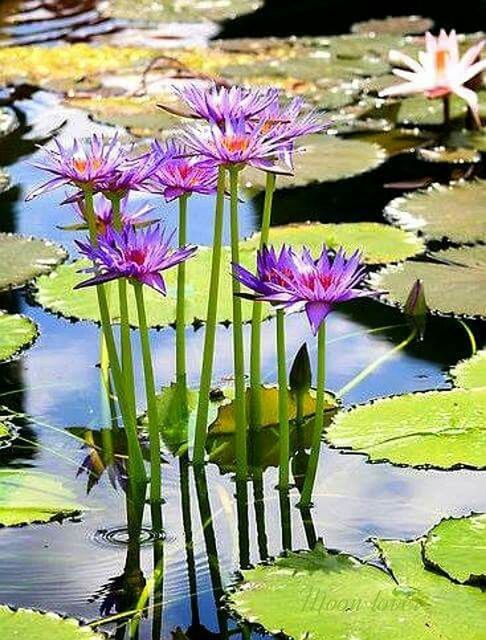 flower, water lily, pond, petal, water, fragility, freshness, beauty in nature, leaf, growth, lake, lotus water lily, nature, floating on water, plant, reflection, purple, blooming, pink color, flower head