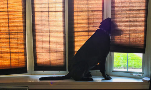 Black dog looking through window at home