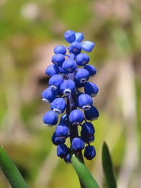 Close-up of purple flowering plant