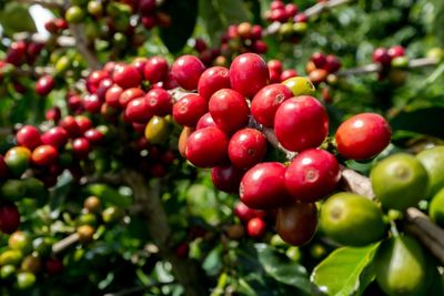 Close-up of cherries growing on tree