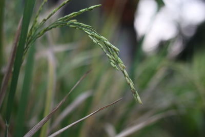 Close-up of crop growing on field