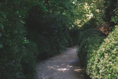 Dirt road amidst trees in forest