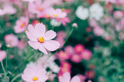 Close-up of pink cosmos flowers