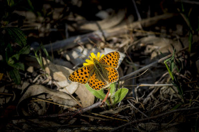 Close-up of butterfly on yellow flower