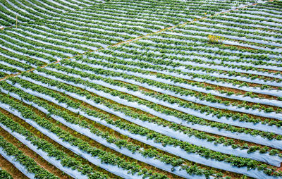 Full frame shot of plants growing on field