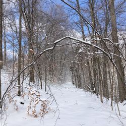 Low angle view of trees against sky during winter