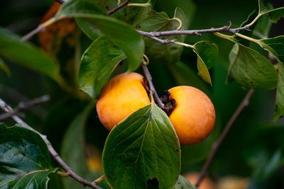 Close-up of fruit on tree