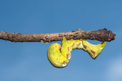 Low angle view of insect against clear blue sky