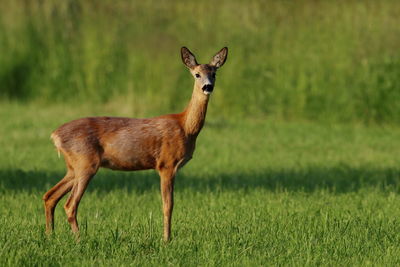 Side view of a roe deer on field
