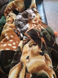 High angle view of dog relaxing at home