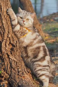 Portrait of cat sitting on tree trunk