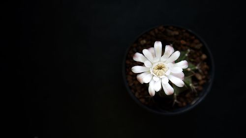 Close-up of white flowering plant against black background