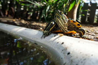 Close-up of frog on leaf