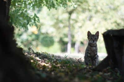 Portrait of tabby cat sitting on land