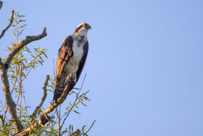 Bird perching on a tree