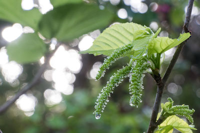 Close-up of green leaves