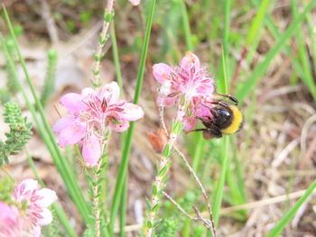 Close-up of pink flowering plant on field