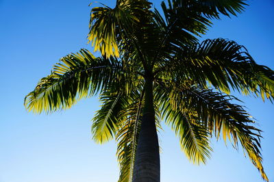 Low angle view of palm trees against blue sky