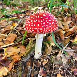 Close-up of fly agaric mushroom on field