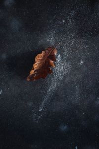 High angle view of dry maple leaf