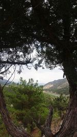 Scenic view of trees in forest against sky